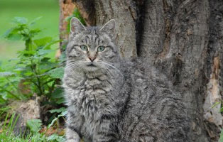 katzen ratgeber fellfarbe