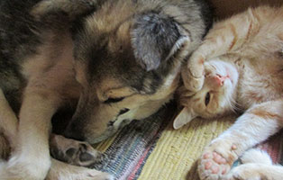 teddy verstorben katze