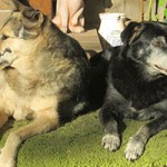 teddy verstorben mia