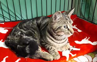 fundkater hinterbeine operation decke