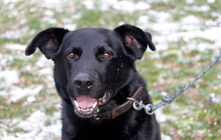 hund addy gluecklich vermittelt