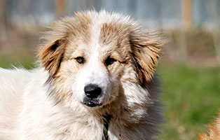 hund alexa gluecklich vermittelt