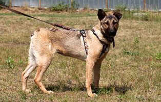 hund belli gluecklich vermittelt