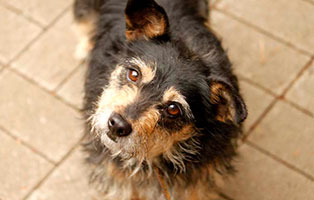 hund mfrytka gluecklich vermittelt