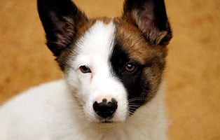 hund kobold gluecklich vermittelt