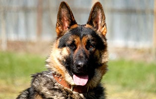 hund leo gluecklich vermittelt