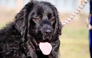 hund mario gluecklich vermittelt