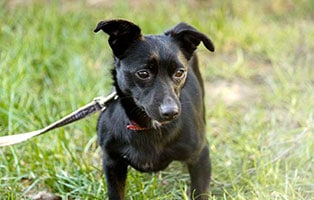 hund melli gluecklich vermittelt
