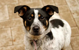 hund milka gluecklich vermittelt