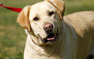 hund nero gluecklich vermittelt