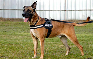 hund paul gluecklich vermittelt