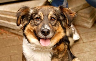 hund sally gluecklich vermittelt