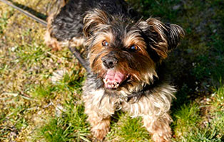 hund willi gluecklich vermittelt