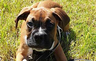 hundewelpe jony zuhause gesucht wiese