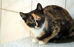 katze allegra gluecklich vermittelt