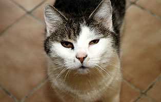 katze heidi gluecklich vermittelt