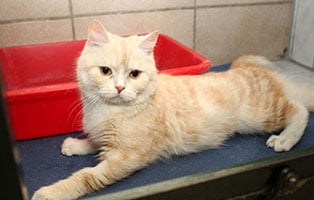 katze kruemelchen gluecklich vermittelt