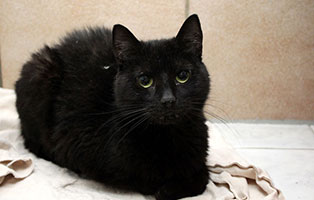 katze linda gluecklich vermittelt