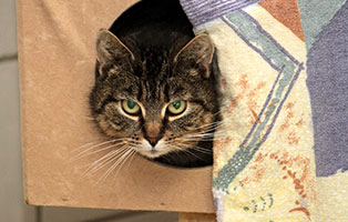 katze luna gluecklich vermittelt