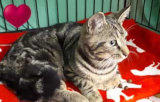 katze namenlos tier des monats juni herz