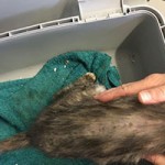 beschlagnahmung bueckeburg katze hilfe