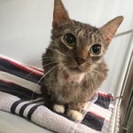 beschlagnahmung bueckeburg katze schaut