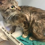 beschlagnahmung bueckeburg katze verwahrlost