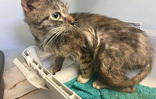 beschlagnahmung bueckeburg katze verwahrlost