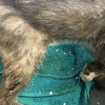 beschlagnahmung bueckeburg katzen handtuch