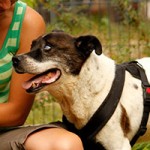 hund naldi verstorben tierschutzliga dorf