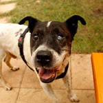 hund aldi verstorben tierschutzliga dorf laechelt