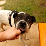 hund aldi verstorben tierschutzliga dorf zunge