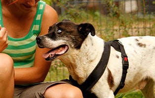hund naldi verstorben tierschutzliga dorf