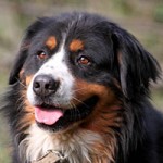 hund bernhard verstorben portrait