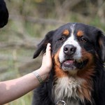 hund bernhard verstorben streicheln