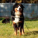 hund bernhard verstorben wiese