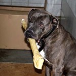 hund digger verstorben knochen