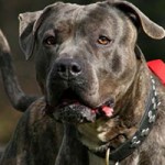 hund digger verstorben portrait