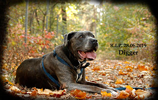 hund digger verstorben rip