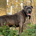hund digger verstorben wald