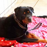 hund kongo verstorben tierschutzliga dorf decke