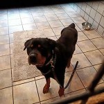 hund kongo verstorben tierschutzliga dorf fliesen