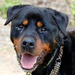 hund kongo verstorben tierschutzliga dorf portrait