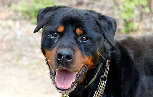 hund kongo verstorben tierschutzliga dorf portrait