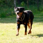 hund kongo verstorben tierschutzliga dorf wiese