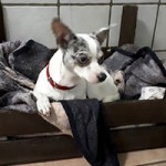 hund nils verstorben tierschutzliga dorf kiste