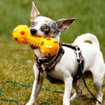 hund nils verstorben tierschutzliga dorf knochen