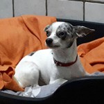 hund nils verstorben tierschutzliga dorf koerbchen