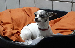 hund nils verstorben tierschutzliga dorf koerbchen