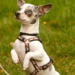 hund nils verstorben tierschutzliga dorf maennchen